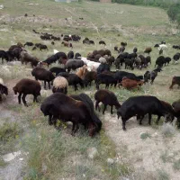 خرید وفروش گوسفند زنده|حیوانات مزرعه|تهران, بوستان شیان|دیوار