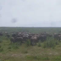 چوپان