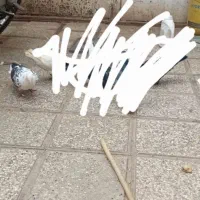 کفتر گم شده