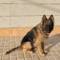 سگ ژرمن شولاین