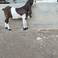 بزغالهاصلپاکستانی|حیوانات مزرعه|همدان, |دیوار