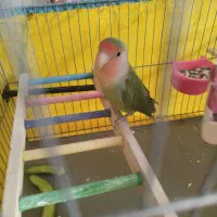 طوطی عروس و برزیلی|پرنده|محمدشهر, شهرک پیام (مهرالبرز)|دیوار