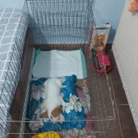 سگ‌ نژاد میکس ( پامر و اشپیتز )