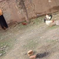 خروس فروشی|حیوانات مزرعه|نیشابور, مازول|دیوار