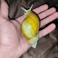 فروش حلزون و خاویار حلزون|آرایشی، بهداشتی، درمانی|گلپایگان, |دیوار