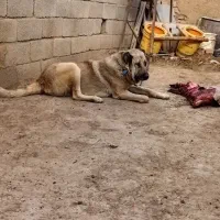 سگ گله‌ای