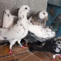 کبوتر  خوب و جوجه