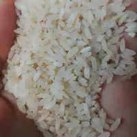 برنج و نیم دانه کامفیروزی