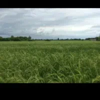 سمپاشی باغ و مزارع با دستگاه فومن شفت بازار جمعه
