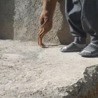 توله سگ|سگ|کرمانشاه, |دیوار