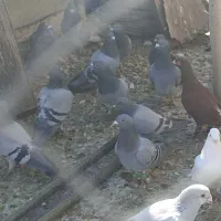 فروش کبوتر سبز کوهی مسافتی