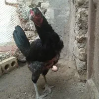 مرغ دورگه سیاه