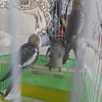 جوجه دستی عروس هلندی