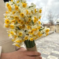 نرگس فقط و فقط شاخه ای 7 هزار تومان