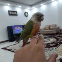 طوطی گرینچیک دستی|پرنده|گنبد کاووس, |دیوار