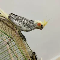 جفت عروس هلندی