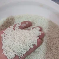 فروش برنج هاشمی اعلا (محصول امسال)