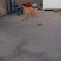 سگ سرابی ماده|سگ|صوفیان, |دیوار