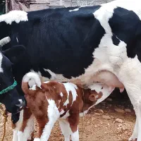 گاو|حیوانات مزرعه|لالی, |دیوار