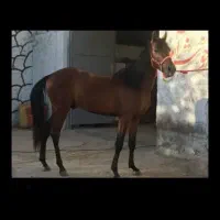 اسب|اسب و تجهیزات اسب‌سواری|خسروشاه, |دیوار