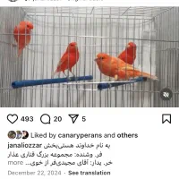 پرورش قناری فکتور|پرنده|خوی, |دیوار