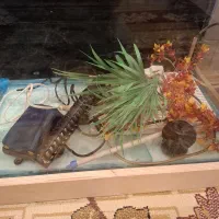 آکواریوم شیشه خم سالم|ماهی|فردیس, فردیس|دیوار