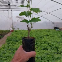 نهال انگور ایرانی وخارجی گلدانی اماده ارسال