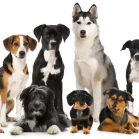 یک سگ خانگی پیدا شده ، گمشده کسی نیست