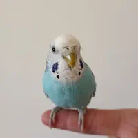 مرغ عشق اهلی