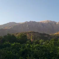 باغ-انگور