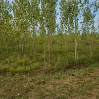 فروش-زمین17650متری-با-مجوز-مرغداری