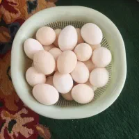 تخم مرغ نطفه دار