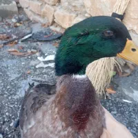 اردک اسرایلی بسیار زیبا|حیوانات مزرعه|سردشت, |دیوار