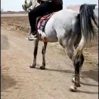 اسب|اسب و تجهیزات اسبسواری|میاندوآب, |دیوار
