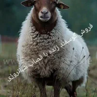 پخش دام زنده در شرق و جنوب تهران وتمام تهران