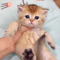 گربه هـ  ای خارق العاده