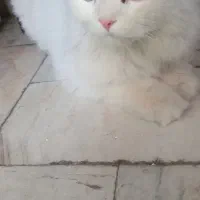 گربه گم شده