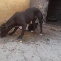 سگ پیتبول ماده|سگ|اهواز, پردیس دو|دیوار