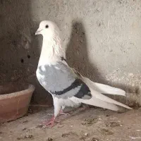 کبوتر پرشی|پرنده|شهریار, فرارت|دیوار