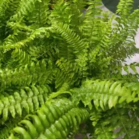 گیاه آپارتمانی سرخس