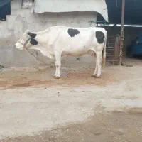 گاو سیمینتال