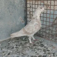 کفتر خوب|پرنده|قم, شاه سید علی|دیوار