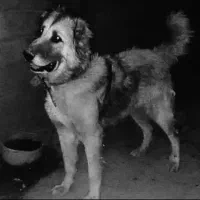 سگ سرابی ذات قدیم