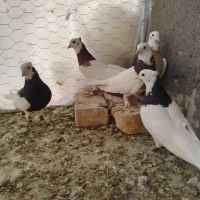 طوقی(قاین)|پرنده|بیرجند, |دیوار