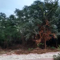 فروش فوری زمین۲۱۱متری با بر ۸متر براصلی خیابان|فروش زمین و ملک کلنگی|لاهیجان, خالو باغ|دیوار