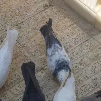 ماده واشه ای گم شده دزک