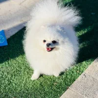 پامرانین وارداتی نر