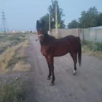 مادیان