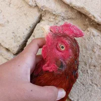 خروس لاری اصل