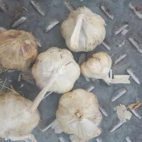 سیر تند همدان|خوردنی و آشامیدنی|تهران, استخر|دیوار